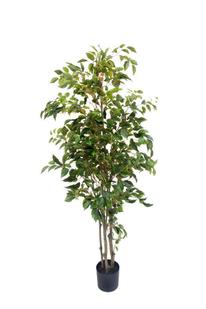 Potted Ficus Tree 1.5m