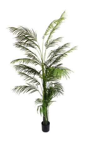 Potted Areca Palm 2.4m