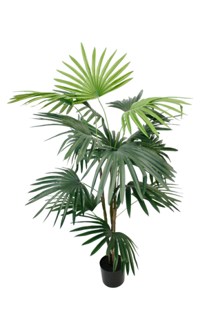 Fan Palm Potted 91cm
