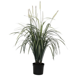 Fountain Grass Potted 1m
