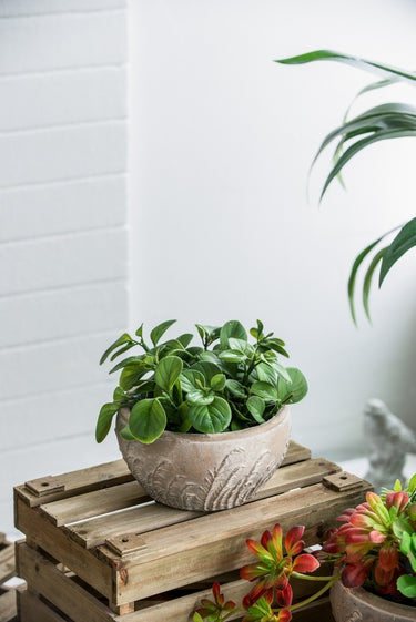 Terracotta Planter - Bowl 18.5cm at Online8 Furniture Auckland NZ