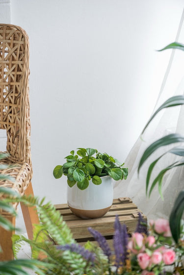 Ceramic Vase - White & Terracotta 16cm at Online8 Furniture Auckland NZ