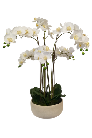 Low Dish Real Touch Potted Orchid - 80cm