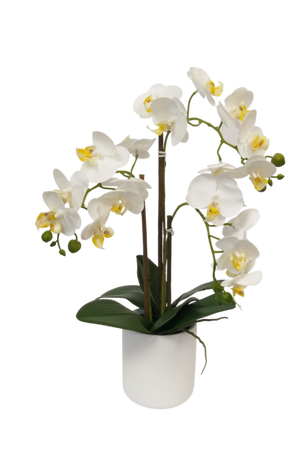 White Pot Phalaenopsis Orchid - 47cm