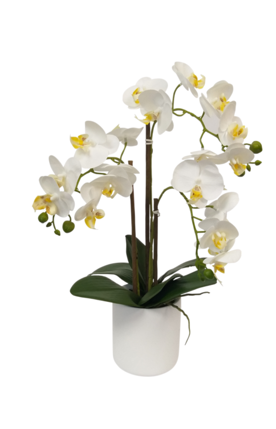 White Pot Phalaenopsis Orchid - 47cm