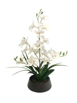 Dendrobium Nobile Orchid in Black Pot - 44CM