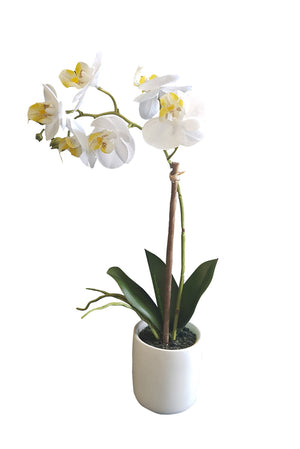 White Pot Phalaenopsis Orchid - 33cm