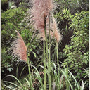 Toi Toi Beauty I Wall Art