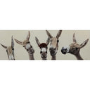 Bad Hair Day - 5 Donkey Canvas at Online8 Furniture Auckland NZ