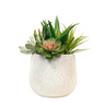Aloe and Succulent Arrangement - 26cm Faux Plant at online8 furniture store Auckland
