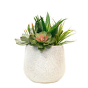 Aloe and Succulent Arrangement 26cm at online8 furniture store Auckland