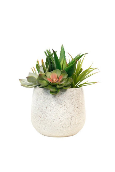 Aloe and Succulent Arrangement 26cm at online8 furniture store Auckland