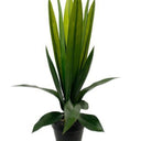 Aloe Bush Potted 60cm at online8 furniture store Auckland