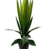 Aloe Bush Potted 60cm at online8 furniture store Auckland