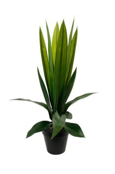 Aloe Bush Potted 60cm at online8 furniture store Auckland