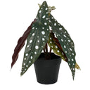 Angel Wing Begonia Potted - 24 cm at online8 furniture store Auckland