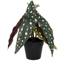 Angel Wing Begonia Potted - 24cm Faux Plant at online8 furniture store Auckland