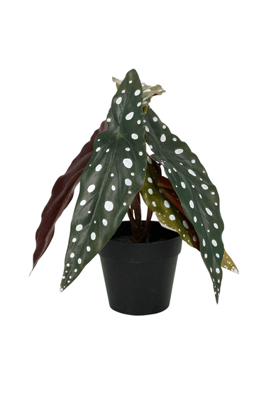 Angel Wing Begonia Potted - 24cm Faux Plant at online8 furniture store Auckland