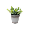 Angelina Succulent Grey Pot 22cm at online8 furniture store Auckland