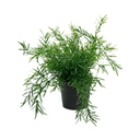 Asparagus Fern Bush Potted Faux Plant at Online8 Furniture Auckland NZ
