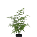 Asparagus Fern Potted -50cm Faux Plant at online8 furniture store Auckland