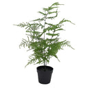 Asparagus Fern Potted 50cm at online8 furniture store Auckland