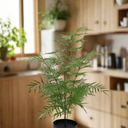 Asparagus Fern Potted 50cm at online8 furniture store Auckland