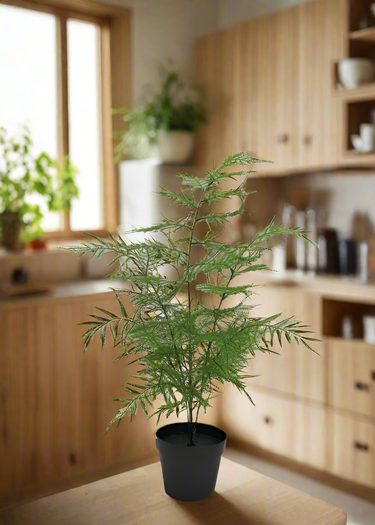Asparagus Fern Potted 50cm at online8 furniture store Auckland