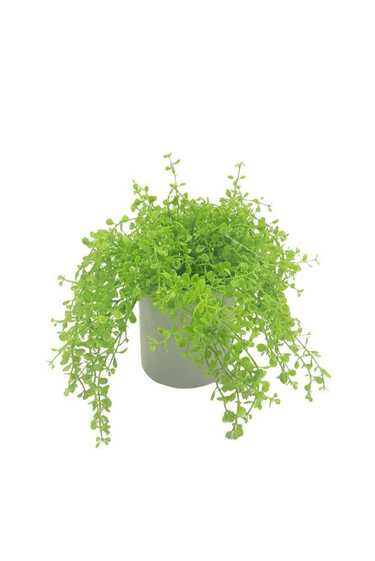 Baby Tears Arrangement - Faux Plant at online8 furniture store Auckland