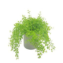 Baby Tears Arrangement at online8 furniture store Auckland