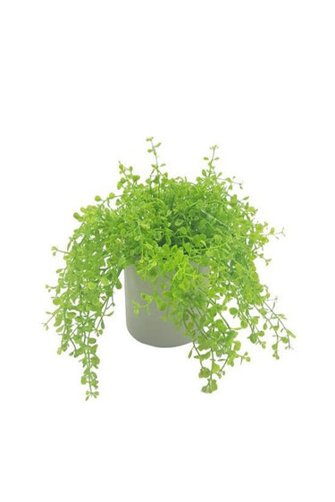 Baby Tears Arrangement at online8 furniture store Auckland