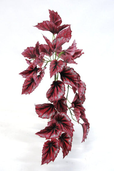 Begonia Rex Hanging Bus at Online8 Furniture Auckland NZ