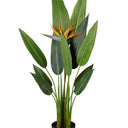 Bird of Paradise Potted 1.2m at Online8 Furniture Auckland NZ