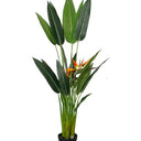 Bird of Paradise Potted 1.4m at online8 furniture store Auckland