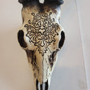 Bone Stag Head with Carving at online8 furniture store Auckland