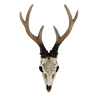 Bone Stag Head with Carving at online8 furniture store Auckland