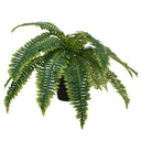 Boston Fern Potted 35cm at online8 furniture store Auckland