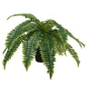 Boston Fern Potted 35cm at online8 furniture store Auckland