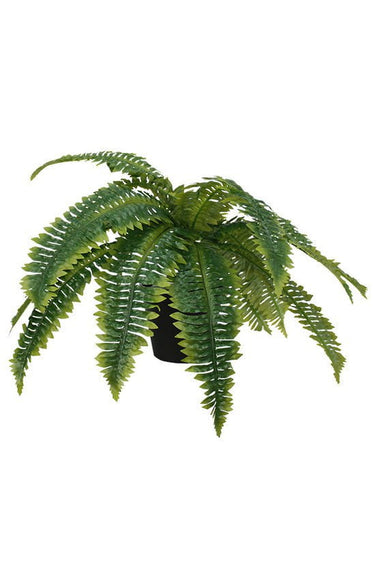 Boston Fern Potted 35cm at online8 furniture store Auckland