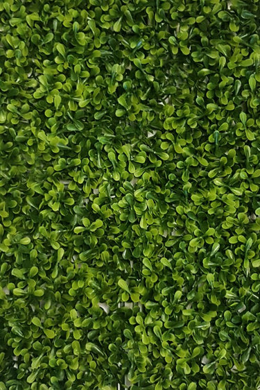 Boxwood Square 50cm x 50cm at online8 furniture store Auckland