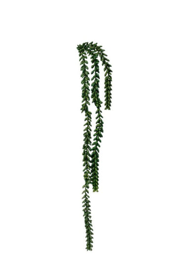 Burro's Tail 82cm at Online8 Furniture Auckland NZ