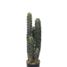 Cactus Potted 72cm at online8 furniture store Auckland