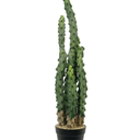 Cactus Potted - 81cm Faux Plant at Online8 Furniture Auckland NZ