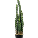 Cactus Potted 81cm at online8 furniture store Auckland