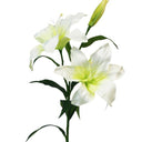Casablanca Lily at online8 furniture store Auckland