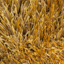 Celeste Yellow Shaggy Rug at online8 furniture store Auckland