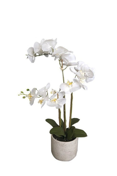 Cement Pot Real Touch Orchid - 66cm at online8 furniture store Auckland