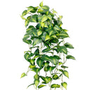 Central Stem Holland Philo Bush Hanging at online8 furniture store Auckland