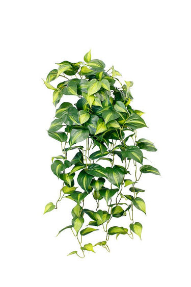 Central Stem Holland Philo Bush Hanging at online8 furniture store Auckland