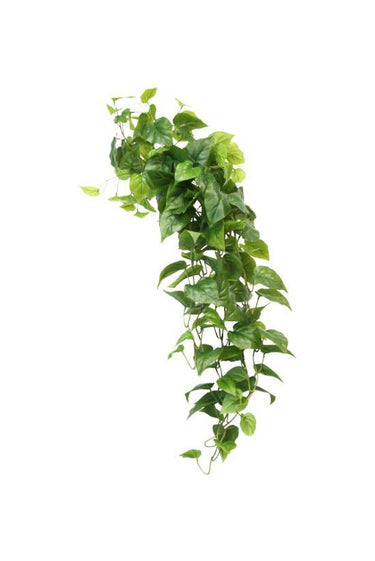 Central Stem Philo Hanging Bush at online8 furniture store Auckland